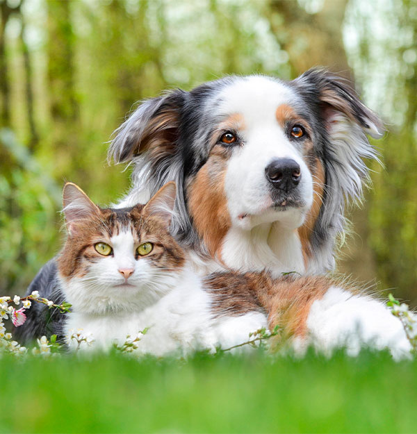 dog and cat photo - Veterinarian in Salem, SC 